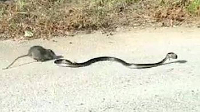 意大利那不勒斯大蛇在马路上捉到小老鼠鼠妈妈奋不顾身冲上前咬尾巴救出