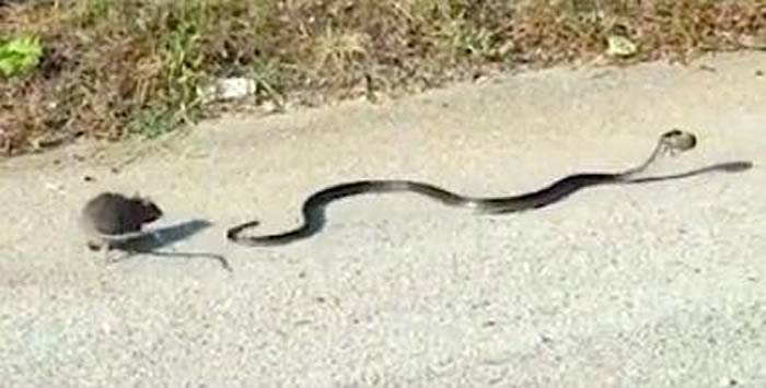 意大利那不勒斯大蛇在马路上捉到小老鼠鼠妈妈奋不顾身冲上前咬尾巴救出