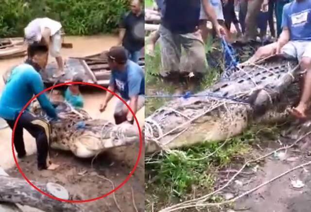 印度17岁女孩到河中游泳遭5米长鳄鱼拖入水中身亡身躯完好无缺原因曝光