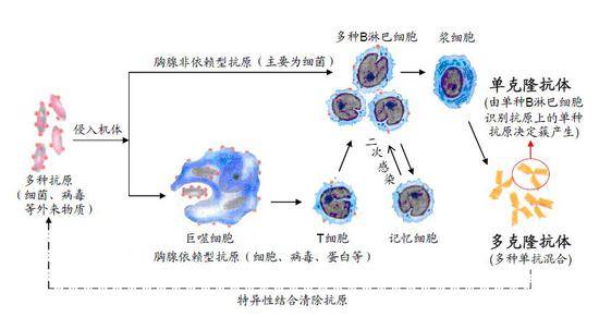 抗体产生的过程