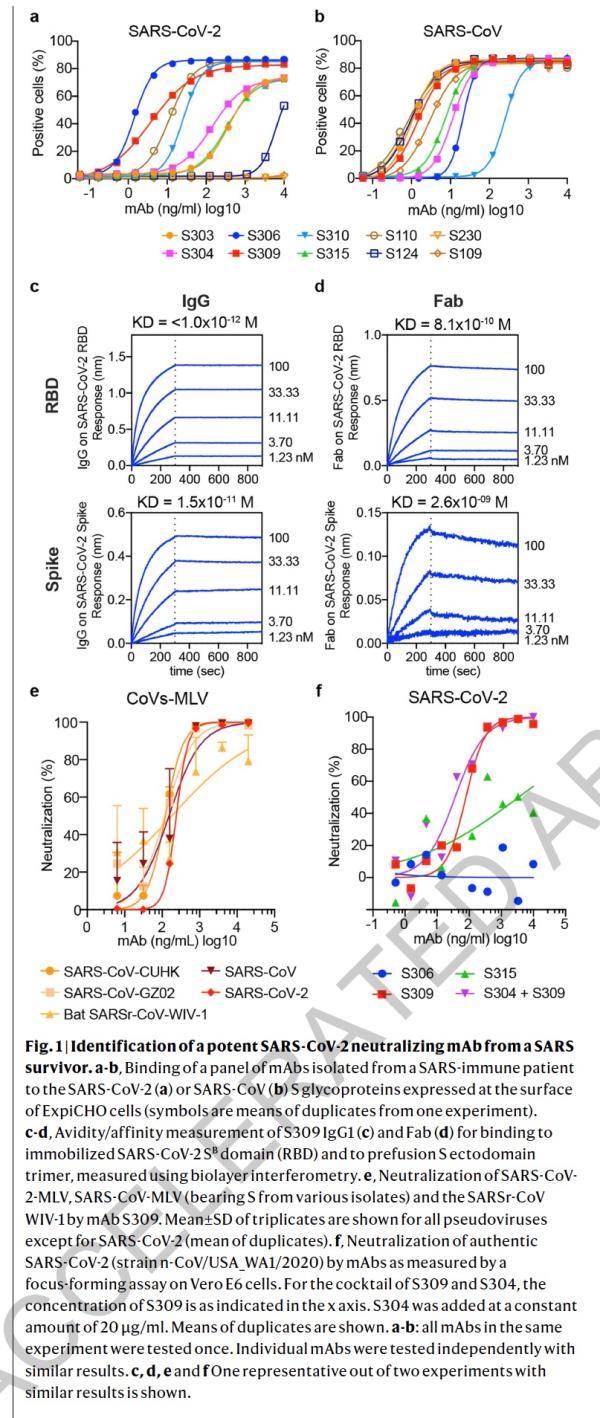 非典治愈者抗体可强力抑制新冠 为疫苗设计提供线索