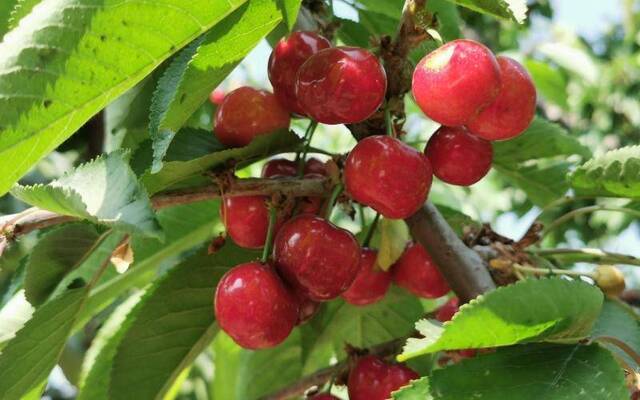 西集万亩樱桃进入采摘季 预约，走起！