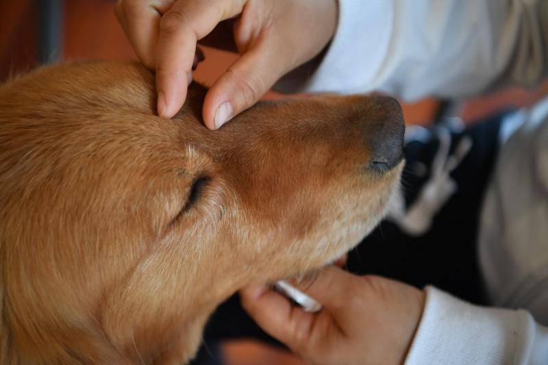 两代精神抚慰犬接力5年陪伴脑瘫儿