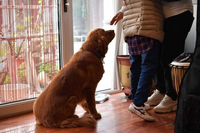 两代精神抚慰犬接力5年陪伴脑瘫儿