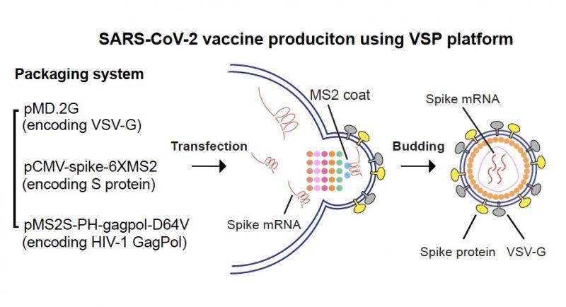 中国团队设计新冠疫苗新平台，发布mRNA首个动物实验数据
