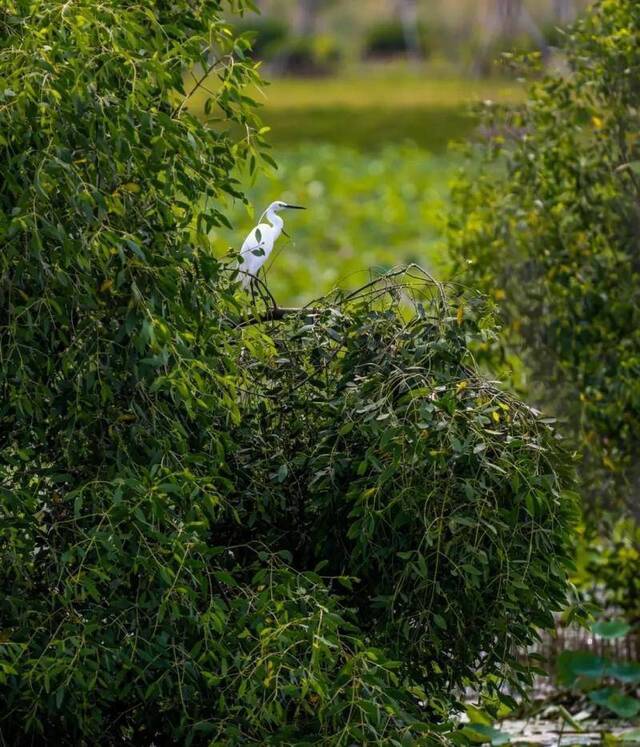 图说滨海湾｜打造“山水林田湖草”生命共同体