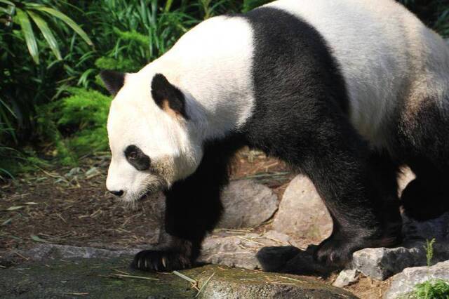 雄性成年大熊猫“大毛”。卡尔加里动物园供图