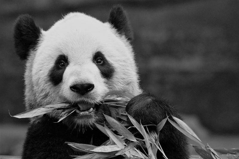 雌性成年大熊猫“二顺”。卡尔加里动物园供图