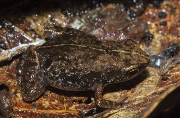 科学家发现青蛙新品种身长1厘米比硬币还小