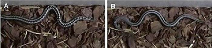 《动物行为学》杂志：欧洲毒蛇背上的简单“之”字形图案有三个不同的作用