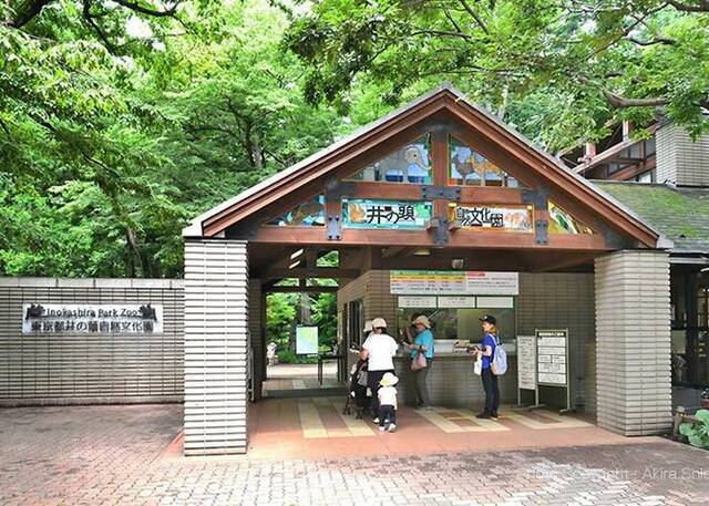日本东京井之头自然文化园园长致谢小松鼠爬肩捣乱