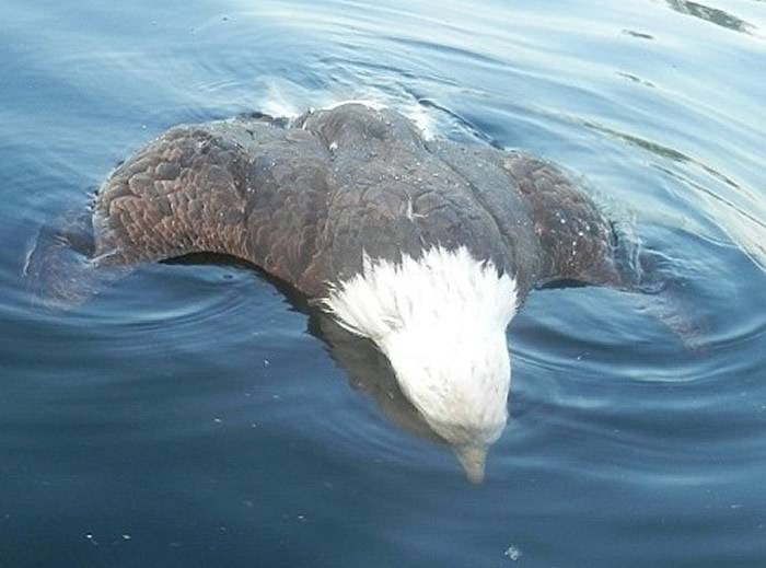 白头海雕尸体漂浮在湖面。（图／翻摄自Maine Department of Inland Fisheries& Wildlife官网）