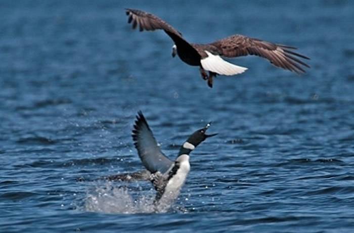 普通潜鸟通常不是白头海雕的对手。（图／翻摄自Maine Department of Inland Fisheries& Wildlife官网）