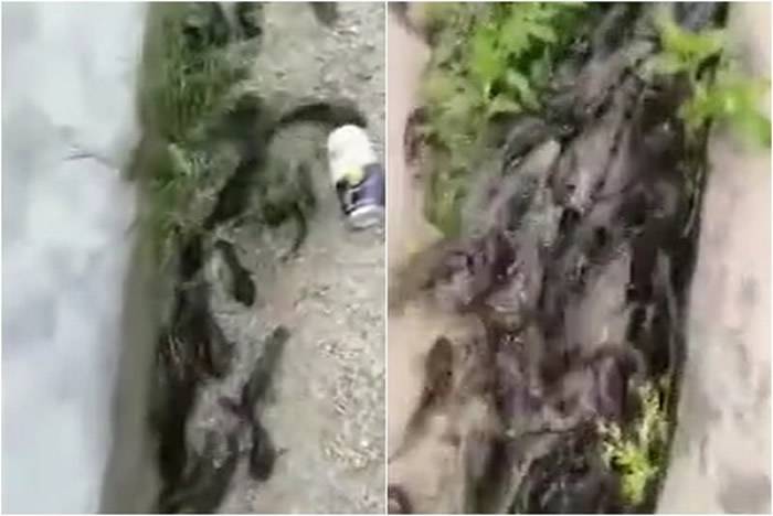 广东省潮州市上千条鱼跳上岸网友怀疑可能是大地震前兆