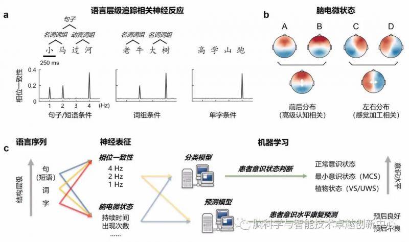 图2、研究流程。a）多层级语言序列范式和语言层级追踪相关神经反应的示意图。b）脑电微状态示意图。c）利用多层级语言序列范式下的语言层级追踪相关神经反应及脑电微状态指标，对意识障碍患者的意识水平进行判断并预测康复。