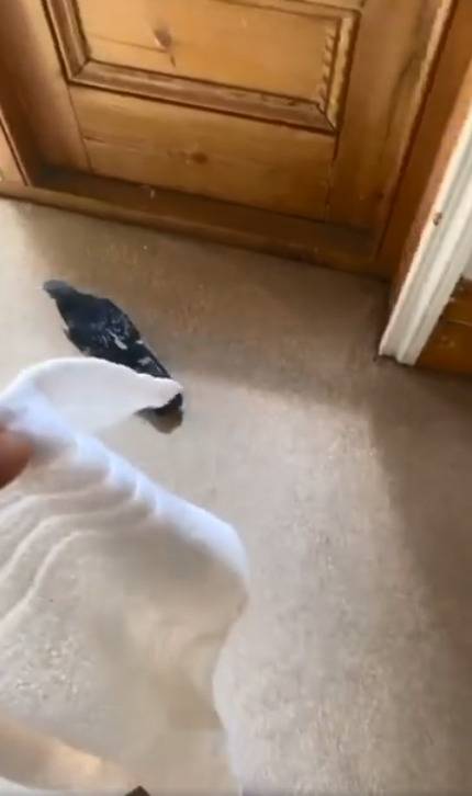 荷兰弟用毛巾让碰壁的鸽子重获自由
