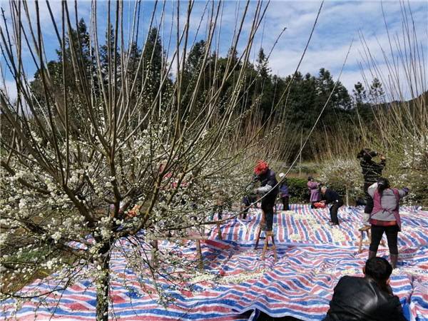 安徽休宁桃源村书记做“管家” 有花有茶村民脱贫致富