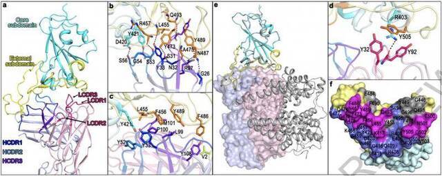 高福等学者首用恒河猴验证抗体防治新冠：高效阻断，申请临床