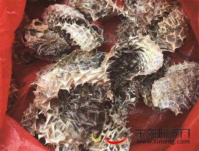 阿婆被忽悠买“海底龟”，险些损失八千多