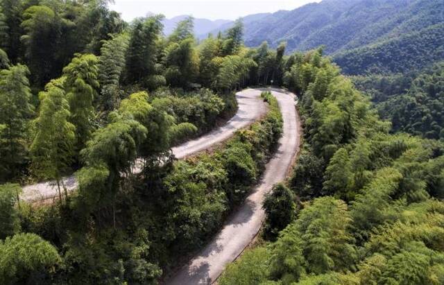 林区道路：蜿蜒在青山间的“致富路”