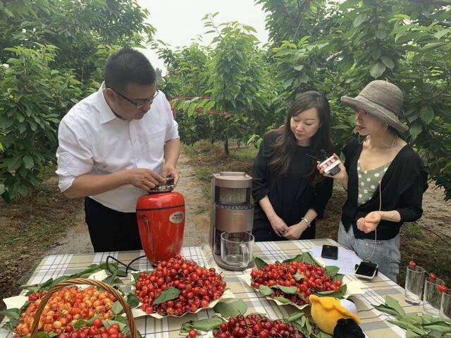 直播探访樱桃基地丨家乐福集中采购，当天采摘当天上架