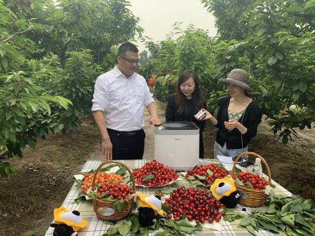 直播探访樱桃基地丨家乐福集中采购，当天采摘当天上架