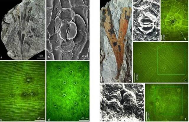 中国华南鄂西地区早侏罗世的两种银杏植物化石（似银杏Ginkgoites，左图）和楔拜拉Sphenobaiera，右图）及其表皮构造和气孔分布特征