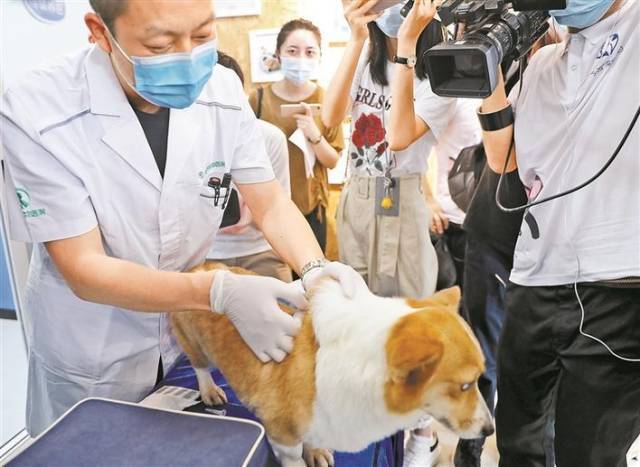 颈后注射芯片。深圳特区报记者李忠摄