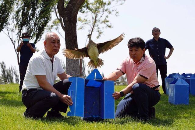 京版野保条例今起实施，11只国家二级保护动物重归蓝天