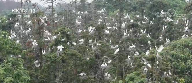 江西：“鹭鸟王国” 2万小鹭鸟振翅试飞