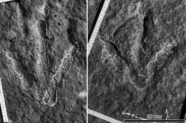 重庆歌乐山发现侏罗纪卡岩塔足迹，“制迹者”或为中国龙