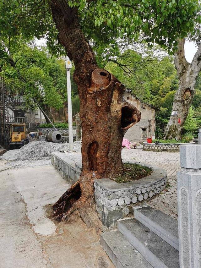 留下乡愁守护活文物 让古树“老有所依”