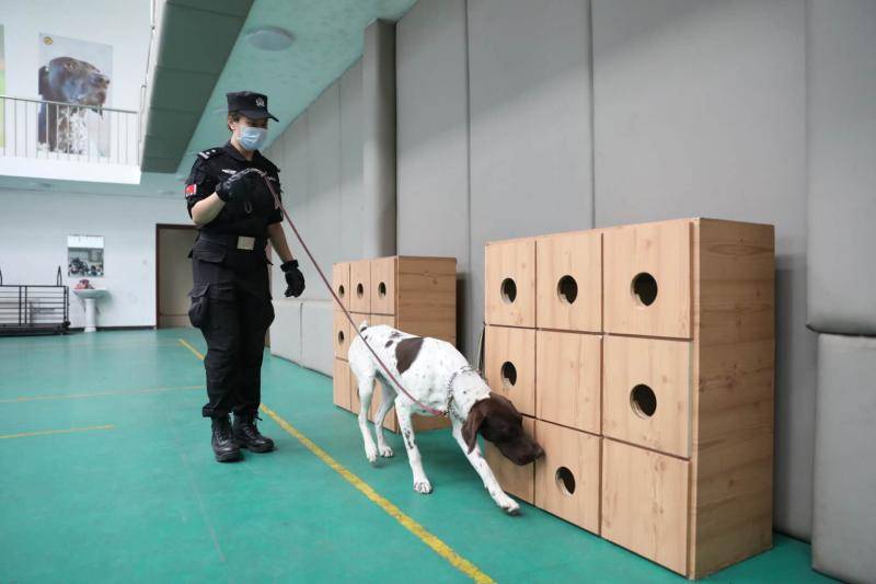 民警带领警犬在可疑物附近搜索。新京报记者王飞摄