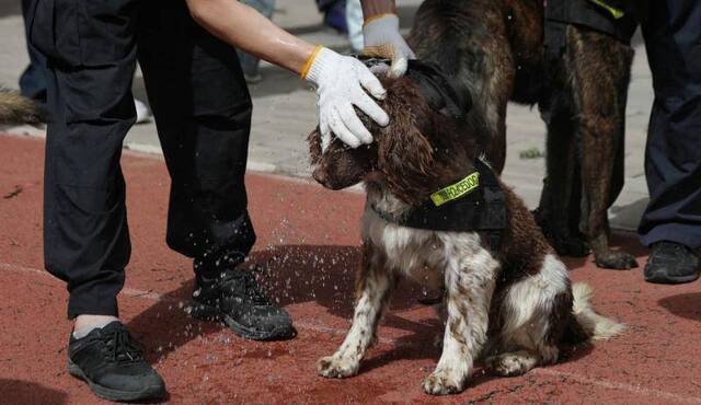 天气炎热，民警给警犬洒水降温。新京报记者王飞摄