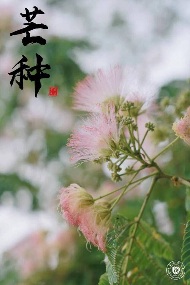 芒种已至夏木荫，暑气渐升合欢锦