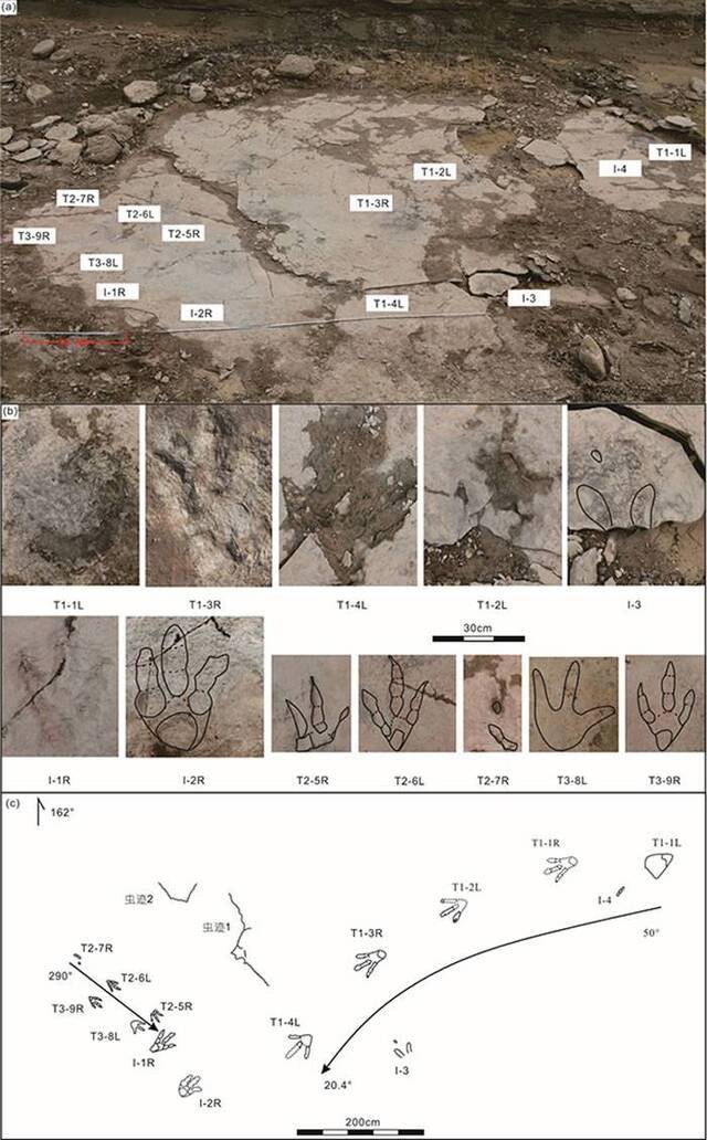 乌尔禾黄羊泉水库足迹化石野外平面分布及足迹线条图