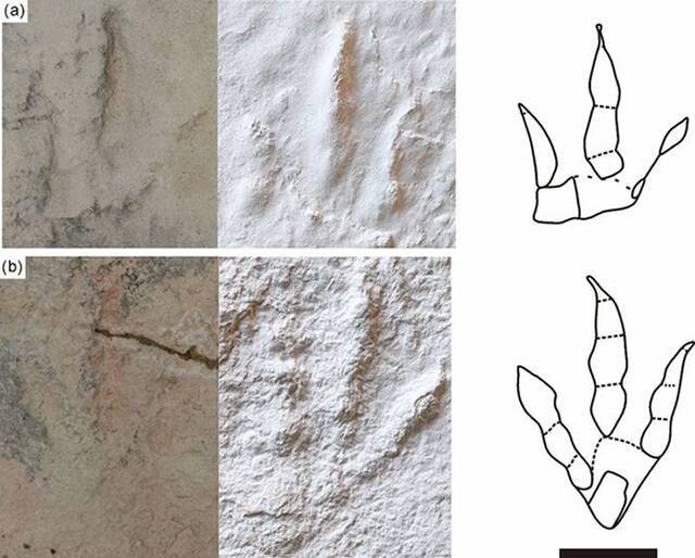 跟垫亚洲足迹野外化石照片、模型及线条图（比例尺为10cm）