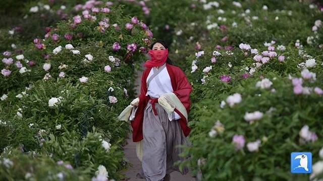 镜头  洋芋花开杏子肥 又是一年芒种时