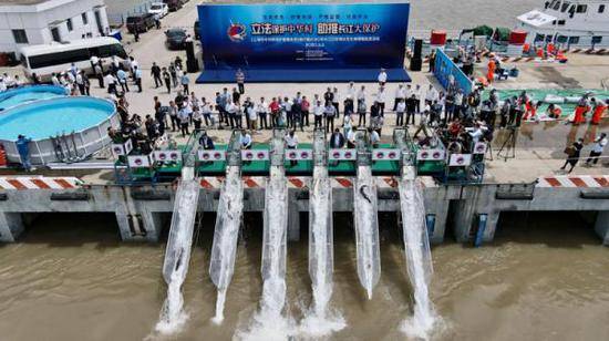2020年6月6日，全国放鱼日，24尾中华鲟、2000尾胭脂鱼从上海放流长江。王陆杰摄