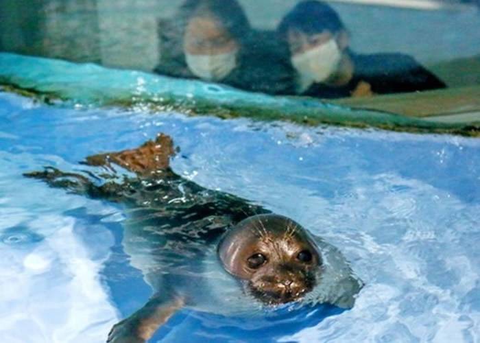 日本三重县鸟羽水族馆“大叔脸”海豹宝宝Nico爆红网络