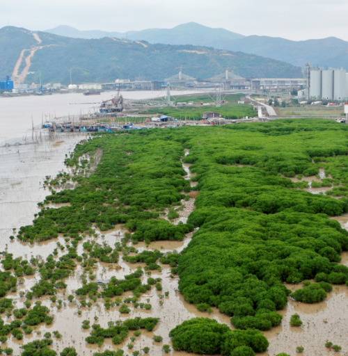 山海金（二）｜浙江也有红树林？长达半个多世纪的引种史，我们成功了吗？