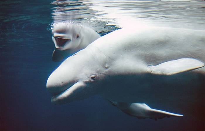 美国乔治亚州亚特兰大市的乔治亚水族馆喜迎白鲸宝宝