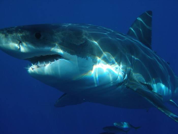 澳洲今年已经发生第3起鲨鱼攻击致死案件
