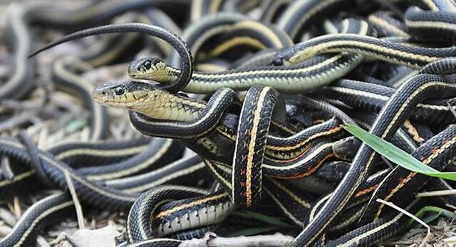 印度密拉特市居民在卧室空调中发现40条蛇