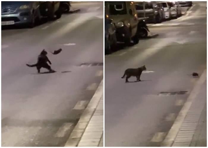 西班牙马拉加街头上演猫鼠大战凶猛老鼠吓退大黑猫