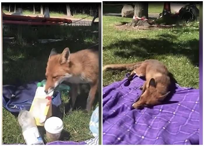 英国因弗内斯郡新晋妈妈户外野餐时发生趣事小狐狸趁她不在意时偷走三文治