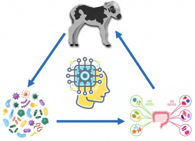 犊牛羊羔腹泻后死亡率高 科学家用AI技术找到预防方法