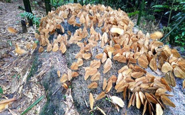 云南小乡镇迎蝴蝶爆发期 每年上亿只蝴蝶在这里破茧