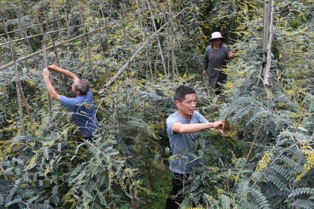 图为广西环江毛南族自治县下南乡下塘村，毛南族村民在管护种植的中草药。（记者陆波岸摄）