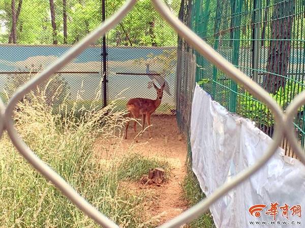 陕西韩城林业局将野生动物送狩猎场救助?回应:将改正